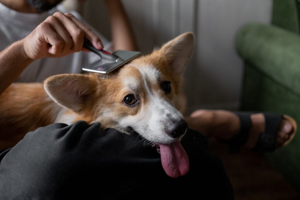 best pet grooming brushes under $50