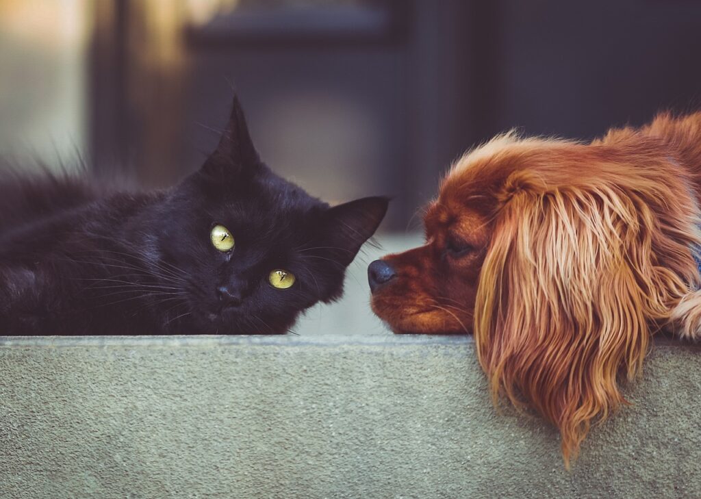 How to Choose the Right Pet for Your Apartment? A Complete Guide for 2026. how to choose the right pet for your apartment