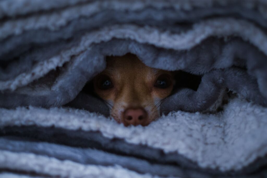 How to Keep Your Dog Calm During Thunderstorms? Proven Techniques That Actually Work. how to keep your dog calm during thunderstorms