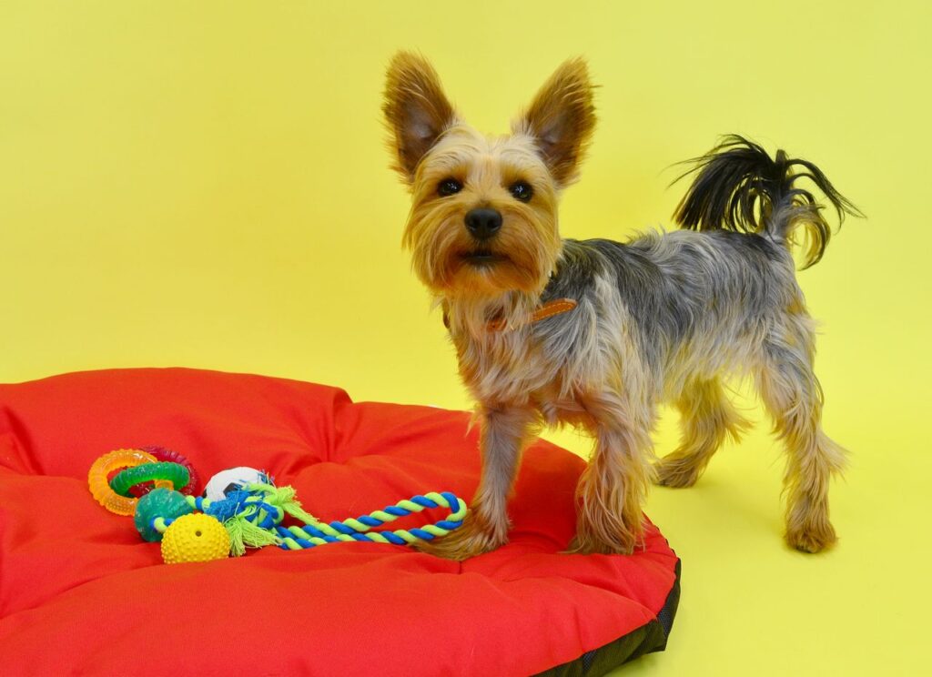 Best Dog Cooling Mats for Hot Weather. Top 5 Brilliant Picks for 2026. best dog cooling mats for hot weather