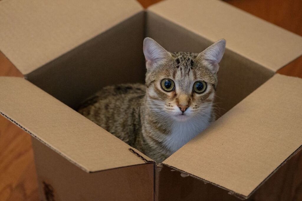How to Introduce a New Cat to Your Home. The Complete Stress-Free Guide for 2026. how to introduce a new cat to your home