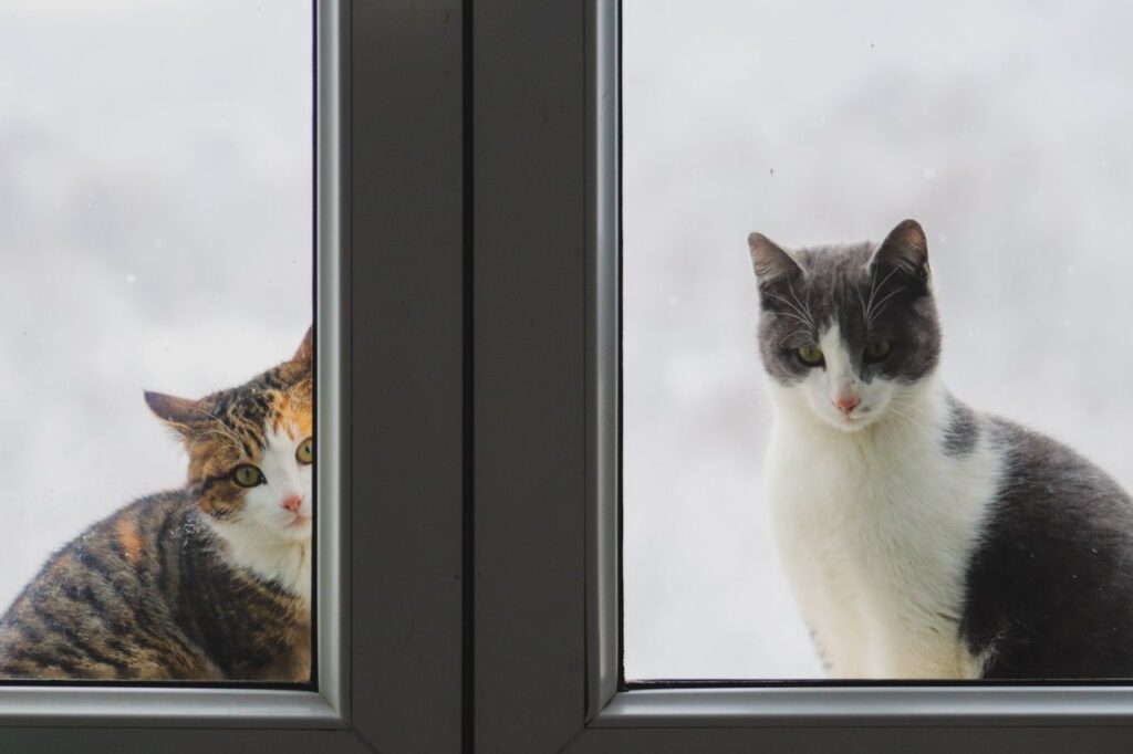Indoor Cat vs Outdoor Cat. Which Lifestyle is Safer and Healthier for Your Cat in 2026? indoor cat vs outdoor cat