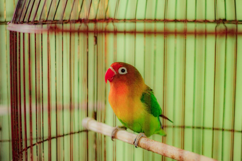 Best Bird Cages for Small and Medium Birds. 5 Top Rated Picks for 2026. best bird cages for small and medium birds