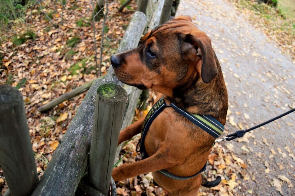 How to Stop Your Dog from Pulling on the Leash how to stop your dog from pulling on the leash