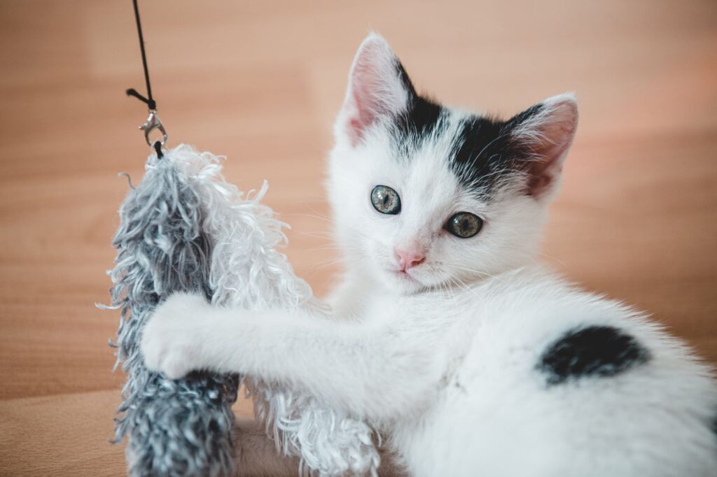 How to Keep Your Cat Happy and Healthy Indoors? The Complete Guide for 2026. how to keep your cat happy and healthy indoors