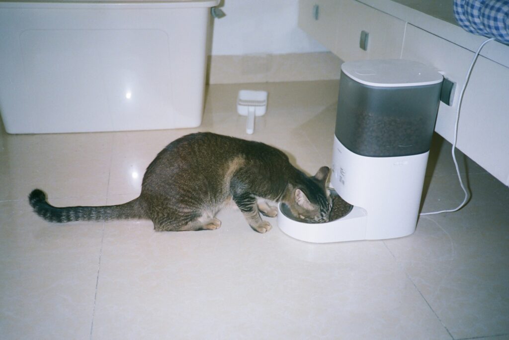 Best Cat Water Fountains for Healthy Cats. Top 5 Brilliant Picks for 2026. best cat water fountains for healthy cats