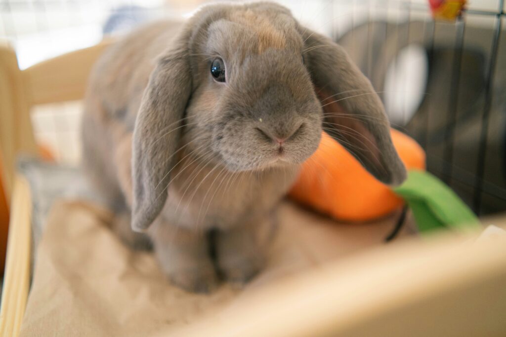 Best Rabbit Toys and Enrichment Accessories. Top 10 Brilliant Picks for 2026. best rabbit toys and enrichment accessories