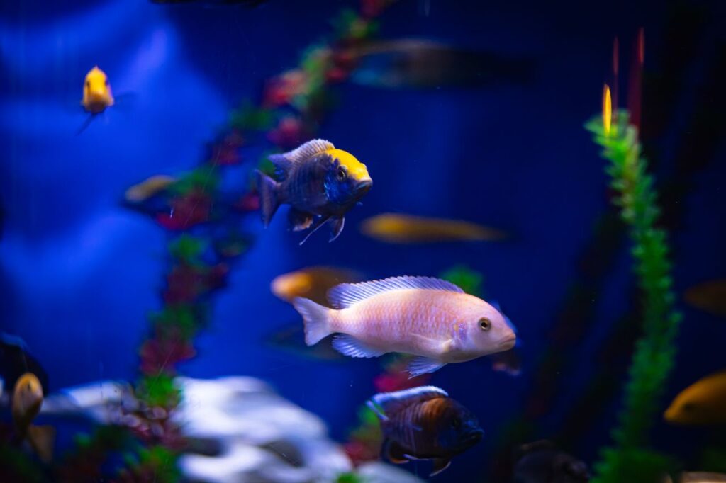 Best Aquarium Starter Kits for Beginners. Top Rated Picks for 2026. best aquarium starter kits for beginners