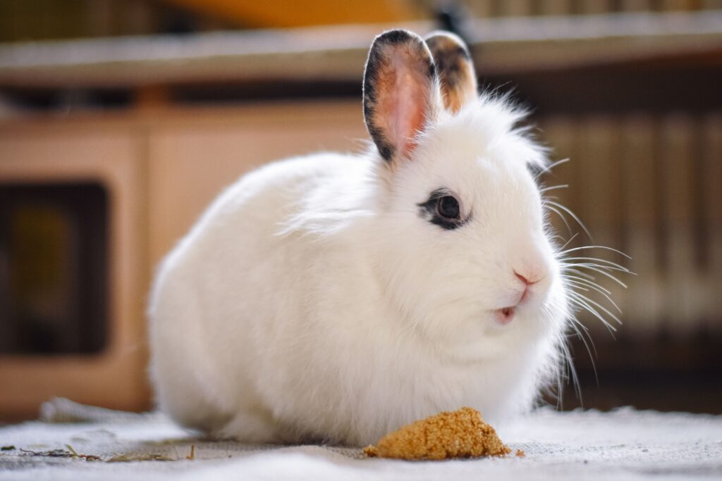How to Care for a Pet Rabbit. A Complete Beginner's Guide for 2026 how to care for a pet rabbit